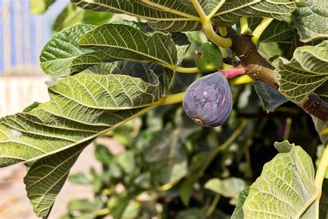 Fig Tree Varieties Types Of Fig Trees