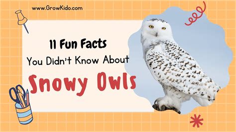 11 Amazing Snowy Owls Facts You Didnt Know Must Check 6 Youtube