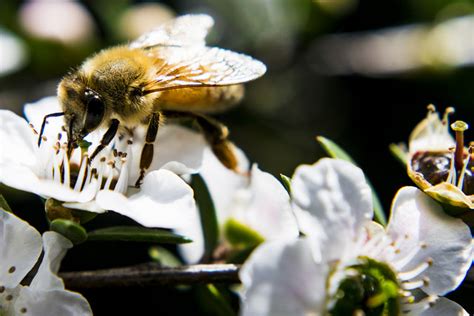 Der stern hat den exportschlager aus neuseeland getestet. Manuka-Honig - Wunder der Natur - Gesundheit-News.de