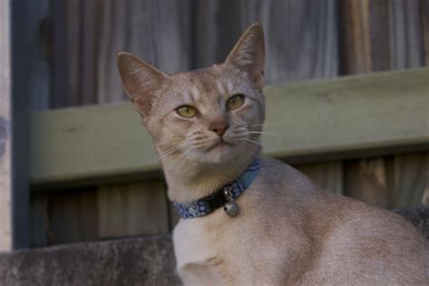 Cinnamon And Silver Abyssinian Male Cat Cats Abyssinian Animals