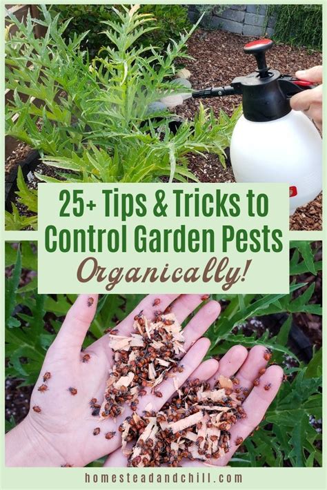 Insect pest management 2nd edition to the late basil dent and thomas wright men of principle insect pest managemen. Organic Pest Control, Part 3: Over 25 Ways to Stop Pests ...
