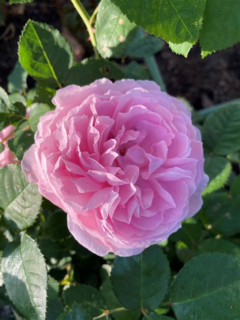 David Austin English Rose Mary Rose Mm Pot Dawsons Garden World