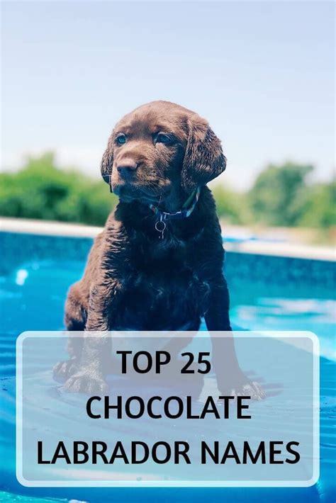 Top 25 Chocolate Lab Names For Your Chocolate Labrador Labrador