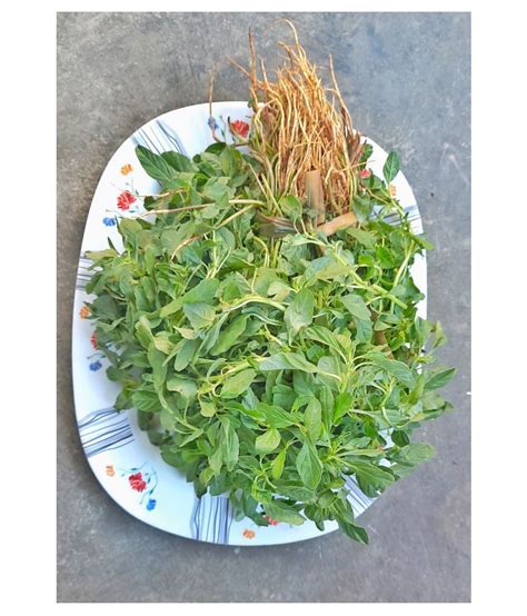 Serve with hot steamed rice & any. SIRU KEERAI / TROPICAL AMARANTHUS 1000 SEEDS: Buy SIRU ...