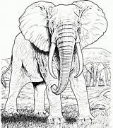 Elephant Coloring Adults Realistic sketch template