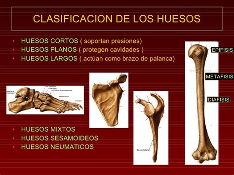 Clases 1 1ºgeneral Osteologia 1