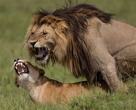 Löwen Paarung Foto And Bild Tiere Wildlife Säugetiere Bilder Auf Fotocommunity