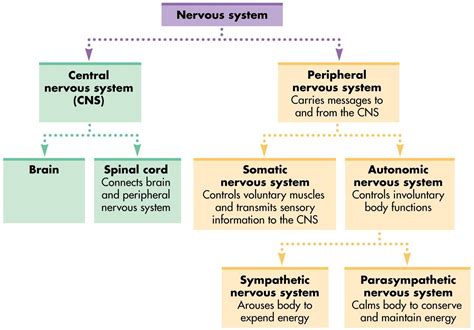 The nervous system is made up on. Nervous System: Diagram, Function & Diseases - StudiousGuy