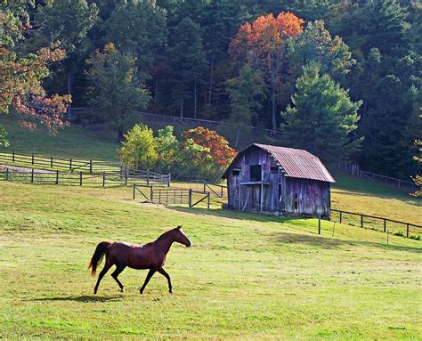 Select from premium horse barn of the highest quality. Running Horse And Old Barn Photograph by Duane McCullough
