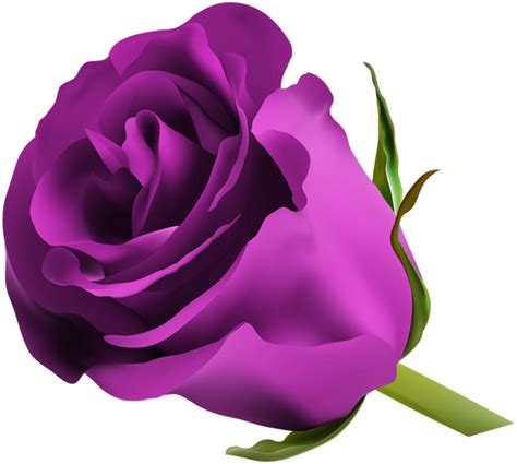 Purple Rose Png Clip Art Image Pink Rose Png Purple Roses Rosé Png