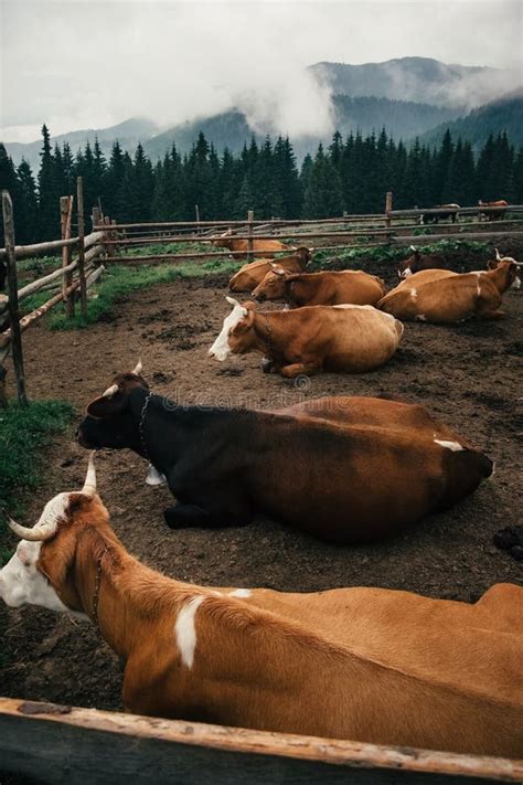 Eco Farming In Carpathian Mountain In Ukraine Stock Photo Image Of