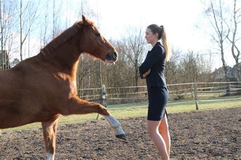 Von Pferden lernen Das Pferd als Coach im Führungskräftetraining