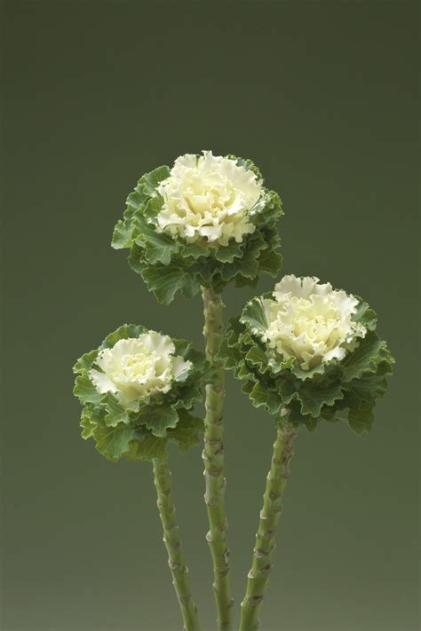 Brassica Oleracea Crane Ruffle White Muller Seeds