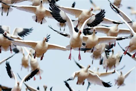 This Bird Has Flown Unravelling The Mysteries Of Bird Migration New