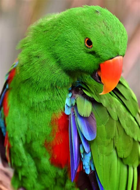 Male Eclectus Parrot Stock Image Image Of Feather South 94949067