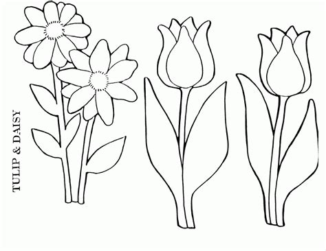 Daisy Flower Coloring Pages - Coloring Home