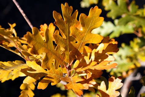 Scrub Oak Leaves In Autumn Picture Free Photograph Photos Public Domain