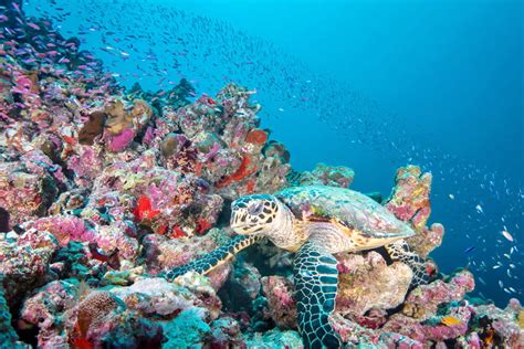 Coral Reefs Of The Maldives Maldives Magazine