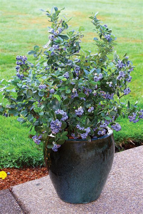 Blueberry Growing Tips And Variety Chart Fall Creek