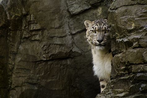 Snow Leopard Out Of The Cave By George Wheelhouse 500px