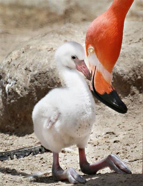 Klαrα On Twitter Animals Pet Birds Flamingo