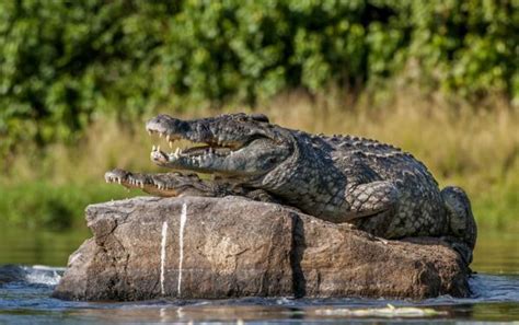 how do crocodiles reproduce courtship mating incubation and hatching