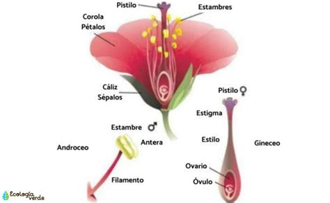 Partes De La Flor Y Sus Funciones Resumen Y Esquemas