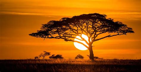 Video The Iconic Acacia Tree Of Africa The Adventure Blog
