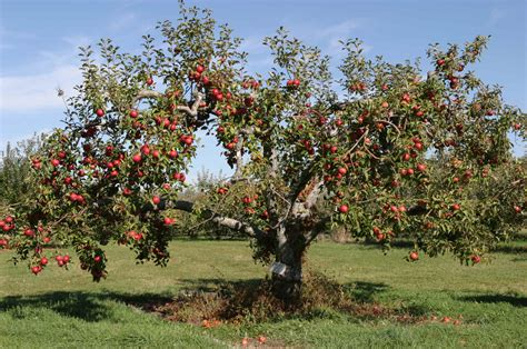 This video shows what i've learned about apple tree fertilizers, what to use and when, etc.not for young. Fruit Tree - Barmac Pty Ltd