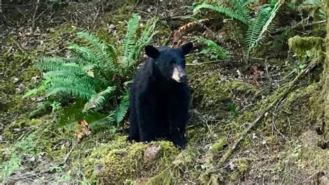 Oregon Black Bear Put Down After People Feed It Take Selfies The