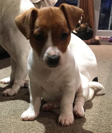 Kc Jack Russell Puppies For Sale In Kilmarnock East Ayrshire Gumtree