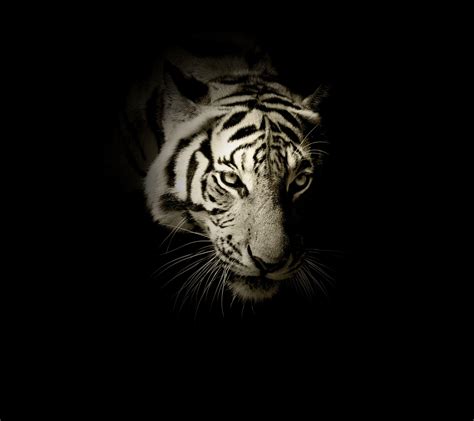 View 20 Black Tiger Wallpaper Hd For Mobile - Senlineas