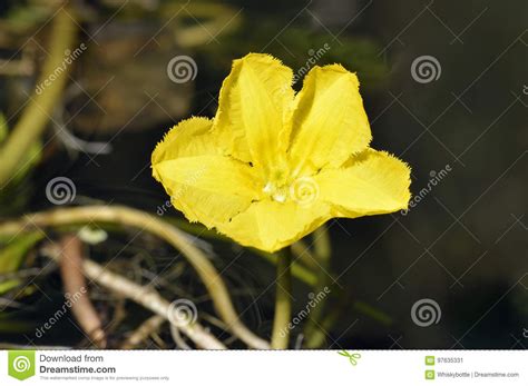 Aquatic Fringed Water Lily On A Swamp Surface Stock Image