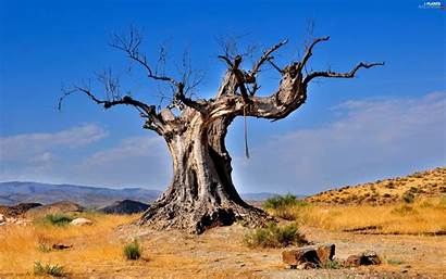 Tree Dead Baobab Trees Rope Hanging Dry