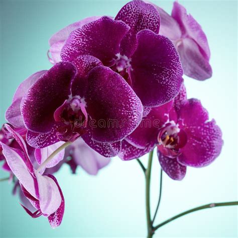Botanical Lilac Orchids Blooming Flowering Phalaenopsis Plant Stock