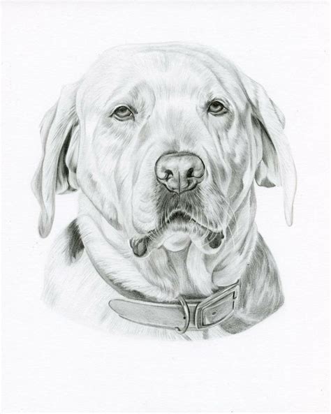 Iniziare non è difficile, bastano pochi esercizi e ma disegnarlo non è affatto facile: Cose facili da disegnare, disegno di un cane, abbozzo a ...