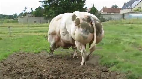 Video Of Giant Bull With Double Muscling Genetic Mutation Sparks