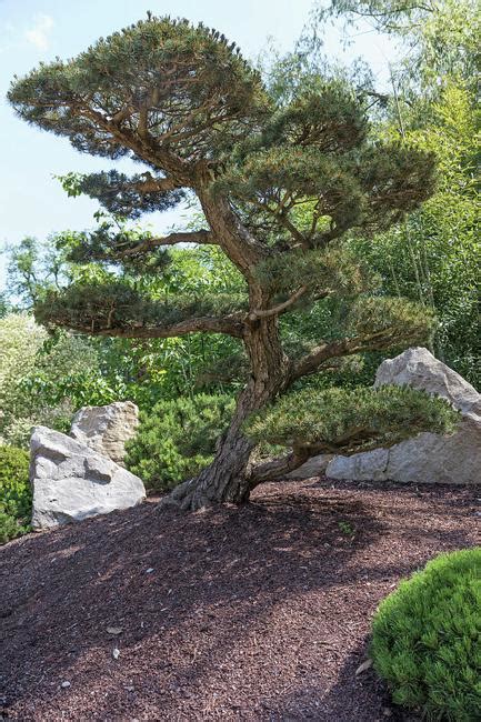 Ornamental Pines 35 Yard Landscaping Ideas To Beautify Outdoor Spaces