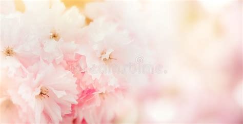 Pink flower cartoon png is about is about flower, pastel, pink flowers, rose, pink. Tender Pastel Pink Flower Background Stock Image - Image ...