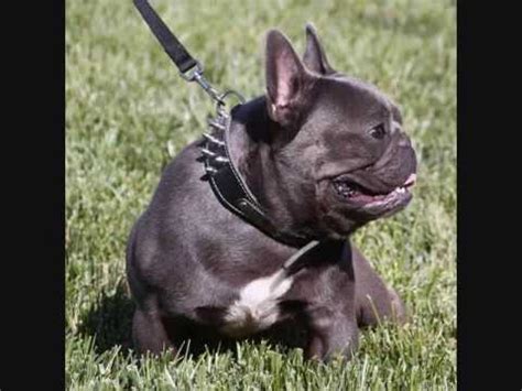 Expect to pay less for a puppy without papers, however, we do not recommend buying a puppy without papers. Xtreme Bully Frenchie's Bolo! - YouTube