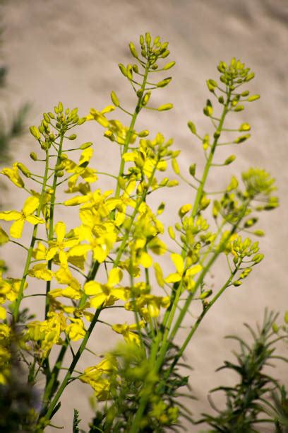 Wild Mustard Stock Photos Pictures And Royalty Free Images