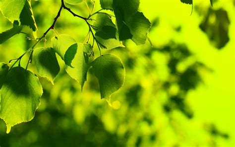 Nature music is where words fail, and music speaks in slideshows, documentaries, videos. Nature Backgrounds free download | PixelsTalk.Net