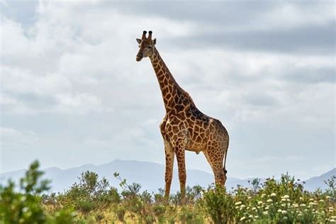 20 Wonderful Animals With Long Necks With Pictures Animaltriangle