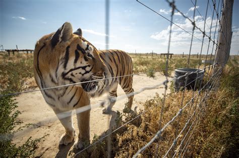 Carnivores Rescued From Captivity Find Wild Animal Sanctuary Colorado