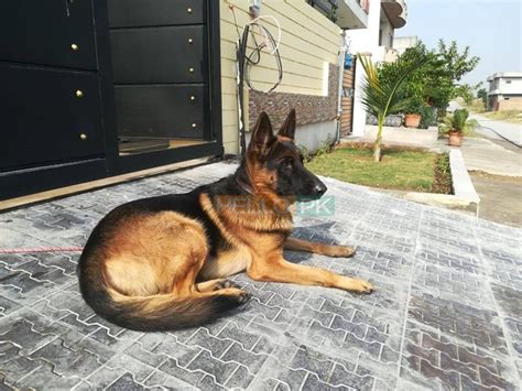 non ped male dog for sale, Islamabad | Free Ads Classified