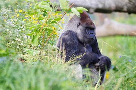 Female Gorilla Heartbroken After The Death Of Partner Harambe