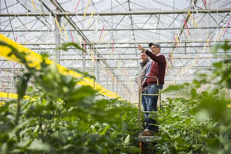 Etwa 30 zentimeter lang, dunkelgrün, mehr oder weniger gerade form. Ernte-Tour: Tomaten | Tomaten, Obst und gemüse, Ernte