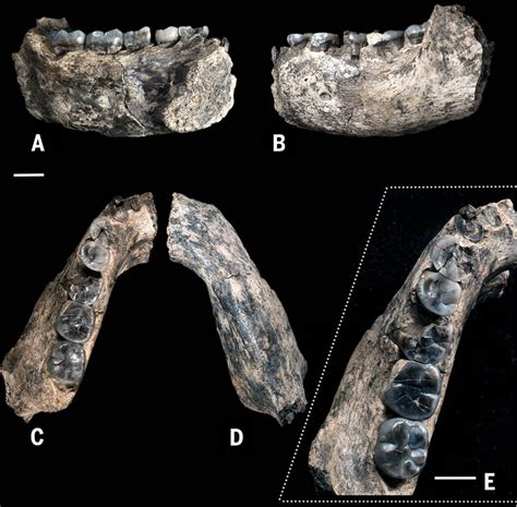 Photos Earliest Known Human Fossils Discovered Live Science
