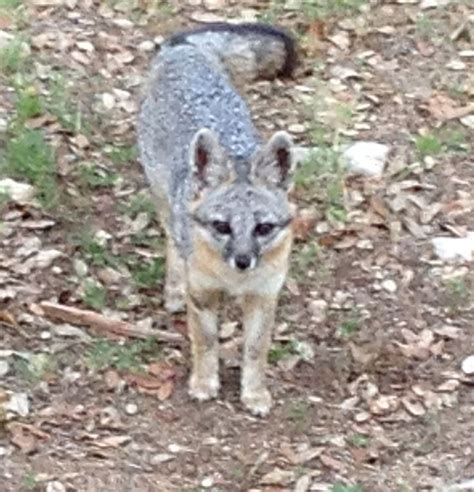 Grey Fox In The Texas Hill Country Grey Fox Texas Hill Country Hill