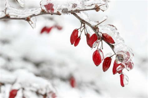 Check spelling or type a new query. Den Garten auch im Winter nutzen - 5 Ideen - Wohnungs ...